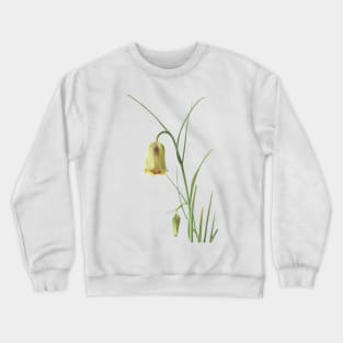 Fritillaria acmopetala   AGM  Pointed-petal fritillary Crewneck Sweatshirt